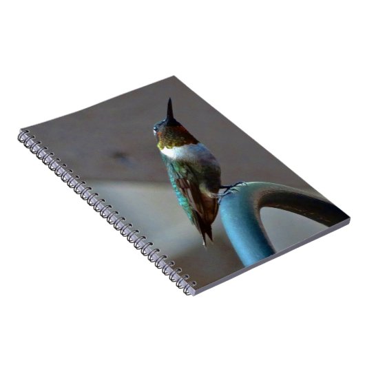 Carnet Green ruby little hummingbird (Côté Droit)