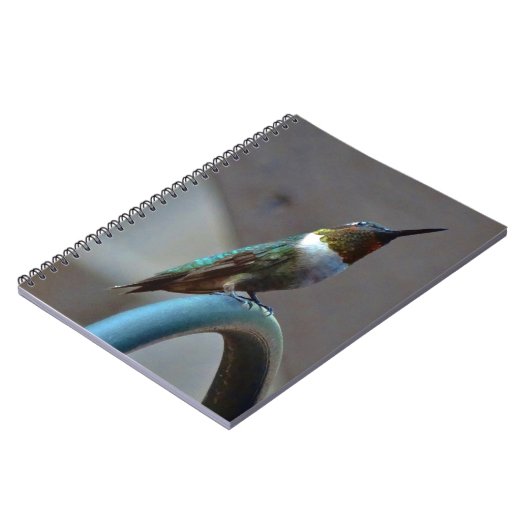 Carnet Green ruby little hummingbird (Côté gauche)