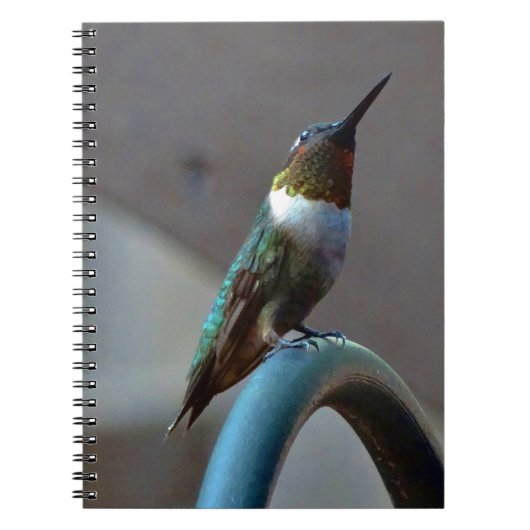 Carnet Green ruby little hummingbird (Devant)