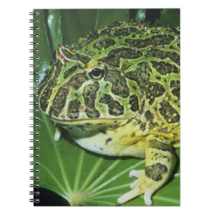 Carnet Grenouille à cornes ornées, (Ceratophrys ornata),