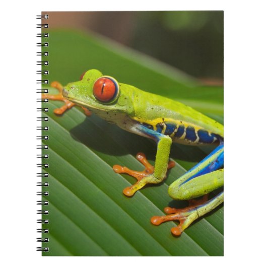 Carnet Grenouille arboricole (Devant)