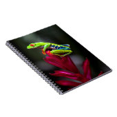 Carnet Grenouille aux yeux rouges (Côté Droit)
