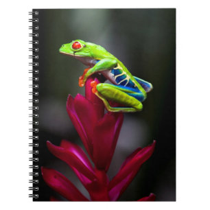 Carnet Grenouille aux yeux rouges