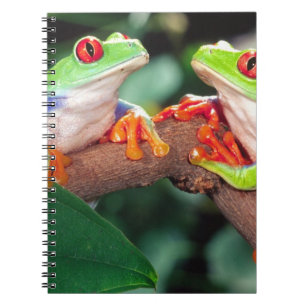 Carnet Grenouille aux yeux rouges, Agalychinis callidryas