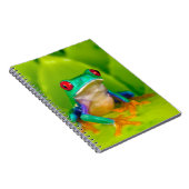 Carnet Grenouille aux yeux rouges, Costa Rica (Côté Droit)