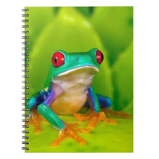 Carnet Grenouille aux yeux rouges, Costa Rica (Devant)