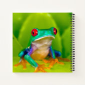 Carnet Grenouille aux yeux rouges, Costa Rica (Dos)