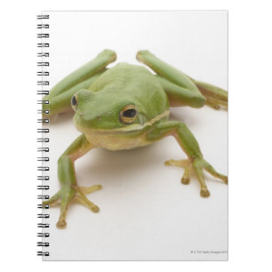 Carnet Grenouille d'arbre verte