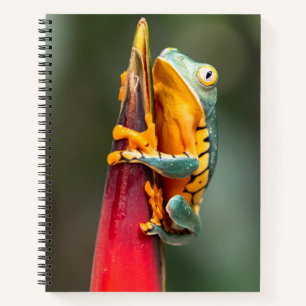 Carnet Grenouille de singe à pattes de tigre Vert Orange