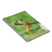 Carnet Grenouille des arbres (Côté Droit)