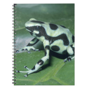 Carnet Grenouille flèche empoisonnée, (Dendrobates auratu