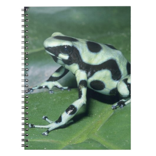 Carnet Grenouille flèche empoisonnée, (Dendrobates auratu (Devant)
