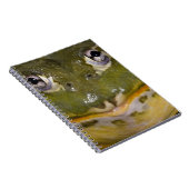 Carnet Grenouille-taureau, Pyxicephalus (Côté Droit)