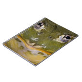 Carnet Grenouille-taureau, Pyxicephalus (Côté gauche)