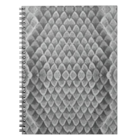 Carnet Grey Snakeskin (Devant)