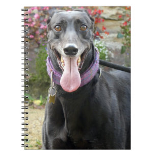 Carnet Greyhound
