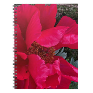Carnet Gros Gras Red Peony