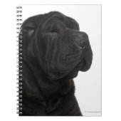 Carnet Gros plan de Shar Pei (1 an) (Devant)