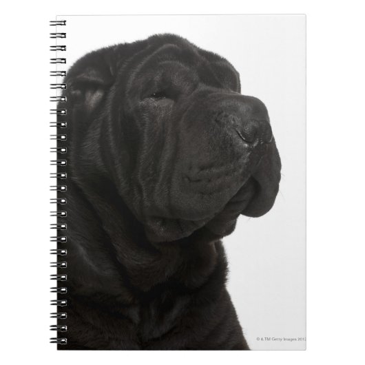 Carnet Gros plan de Shar Pei (1 an) (Devant)