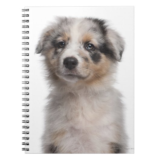 Carnet Gros plan du chiot de Blue Merle Australian Shephe (Devant)