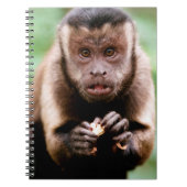 Carnet Gros plan d'un singe capucin à cou noir (Devant)