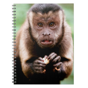 Carnet Gros plan d'un singe capucin à tête noire