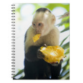Carnet Gros plan d'un singe capucin mangeant un fruit (Devant)