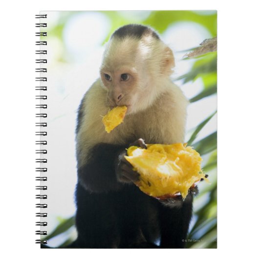 Carnet Gros plan d'un singe capucin mangeant un fruit (Devant)