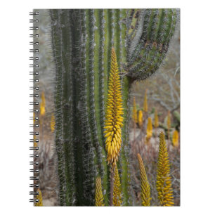 Carnet Gros plan sur cactus et agave