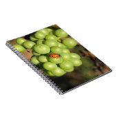 Carnet Gros plan sur les raisins verts Pinot Noir (Côté Droit)