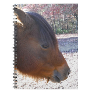 Carnet Gros plan sur un cheval brun, petit poney brun