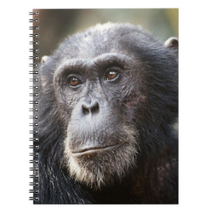 Carnet Gros plan sur un chimpanzé mâle