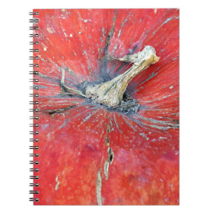 Carnet Grosse Citrouille Lumineuse
