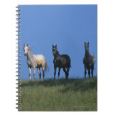 Carnet Groupe d'Arabes (Devant)