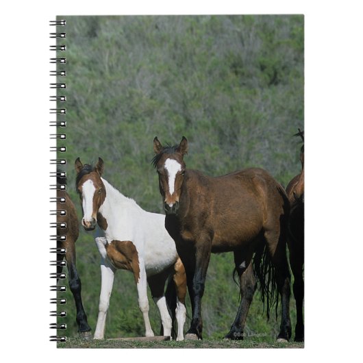 Carnet Groupe de chevaux sauvages de mustang (Devant)