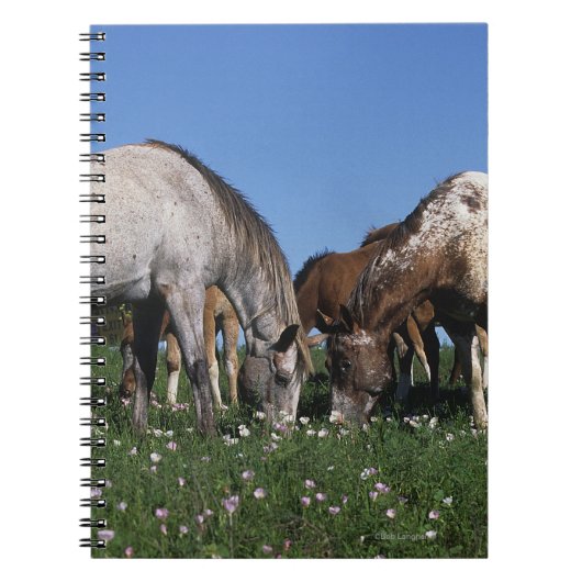 Carnet Groupe de pâturage de chevaux d'Appaloosa (Devant)
