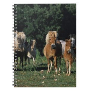 Carnet Groupe de poulains miniatures