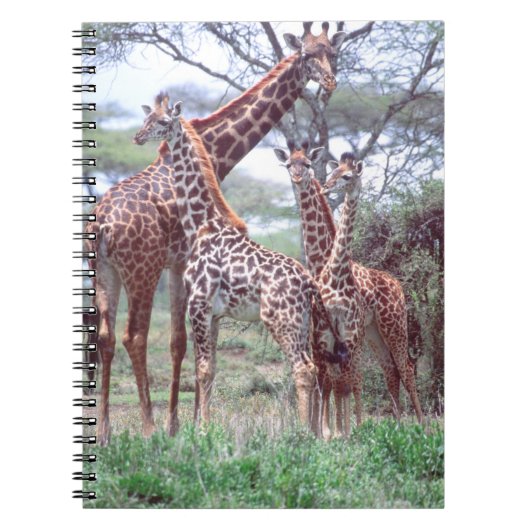 Carnet Groupe ou troupeau de girafes avec jeunes, Giraffa (Devant)