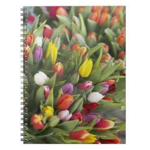 Carnet Groupes de tulipes colorées