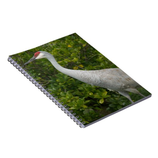 Carnet Grue de Sandhill Oiseau vert Feuilles Photo (Côté Droit)