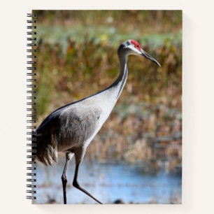 Carnet Grue demoiselle - Grue de Sibérie