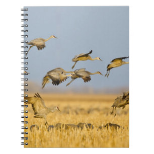 Carnet Grues du Canada atterrissent dans des champs de ma
