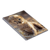 Carnet Guépard 19 jours petit mâle (Côté Droit)