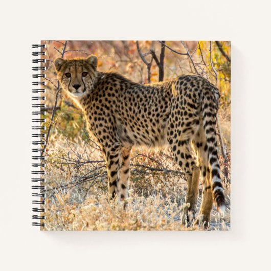 Carnet Guépard regardant autour (Devant)