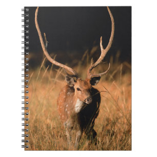 Carnet Habitat naturel du chital   Parc national de Bandh