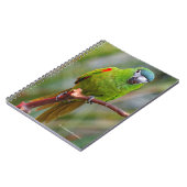 Carnet Hahn's Mini Macaw / Macaw à épaulettes rouges (Côté gauche)