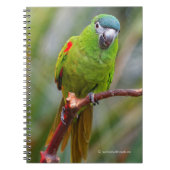 Carnet Hahn's Mini Macaw / Macaw à épaulettes rouges (Devant)