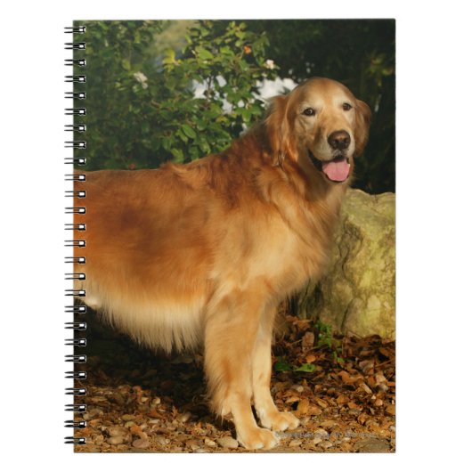 Carnet Halètement de golden retriever (Devant)