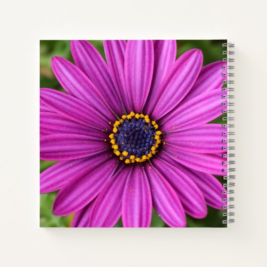 Carnet Head de Purple (Dos)