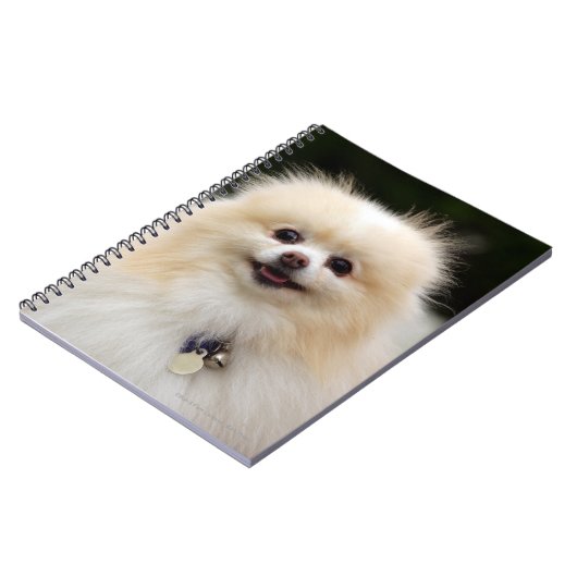 Carnet Headshot 1 de Pomeranian (Côté gauche)